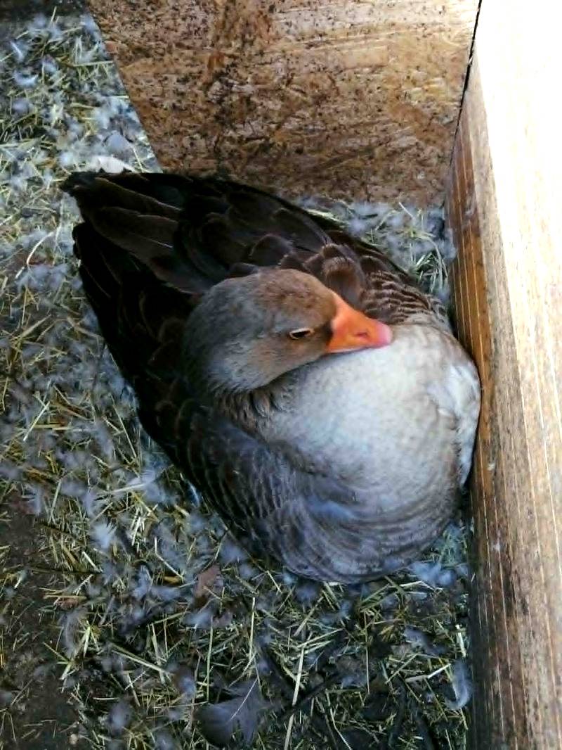 Oies de Toulouse élevage rustique désherbage naturel